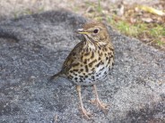 A Song Thrush in that hopped up over us in New Zealand.