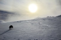 Reaching the summit of Ben More after a morning in cloud full of micro navigation when the cloud clears for me and Tess