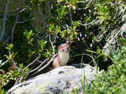 Curious Stoat on ascent to Lac Blance in Chamonix