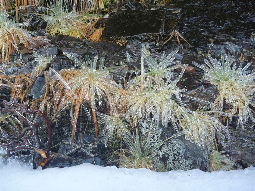 "Ice Grass" Glen Coe  © henry castle