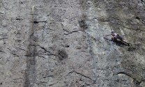 Climber stretching for that next crimp on Right Wall at Dinas Cromlech