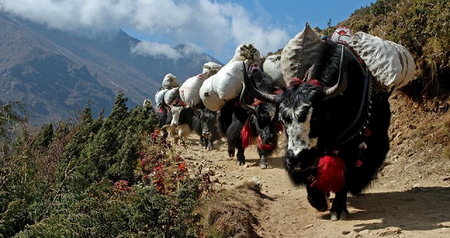 Beast of burden; yaks en route between Namche Bazaar and Thame  © Rebecca Coles