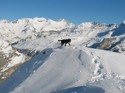 Random snow mutt enjoying fine weather above Gavarnie French Pyrénées  © dinkypen