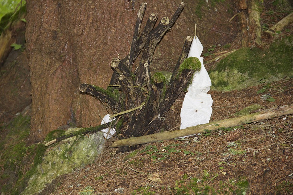 A toilet paper bush .... not the most pleasant of flora to find on the Magic Wood campsite  © Thomas Saluz
