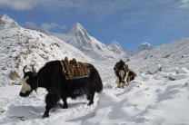 Yaks on their way back from Everest Base Camp, Pumori in the distance.