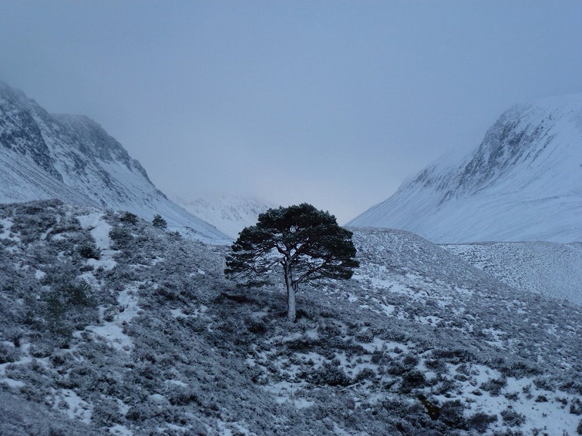 The Last Tree Up the Lairig  © Alex the Alex