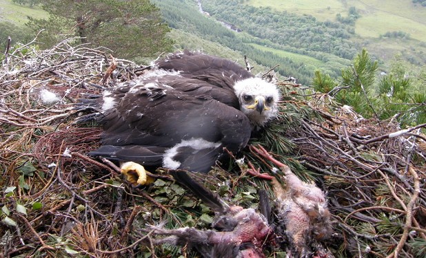 The poisoned eagle, Fearnan, in the nest as a chick  © Keith Brockie