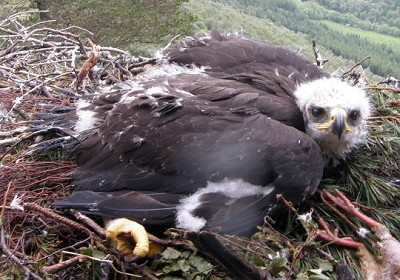 The poisoned eagle, Fearnan, in the nest as a chick  © Keith Brockie