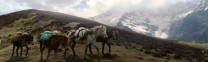 Pack animals on high mountain pass, Bhutan