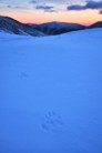 Wolf tracks outside the refugio - Fagaras Mountains