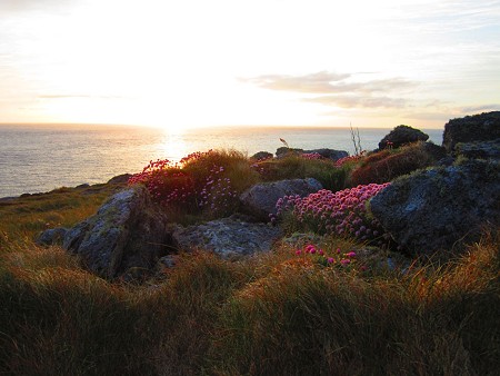 Wild flowers on Pabbay at sunset  © Duncan Campbell