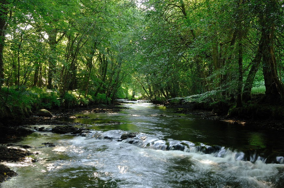 River running through Fingle Wood  © WTPLPGlen
