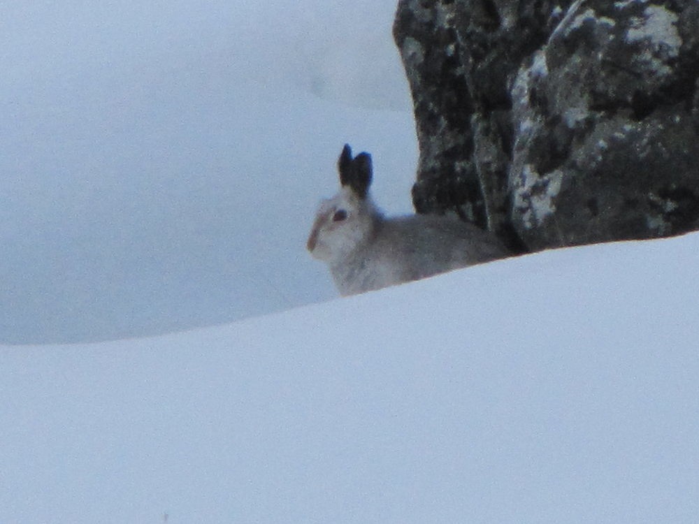 spotted first mountain hare in twenty years of climbing  © terry.rooney