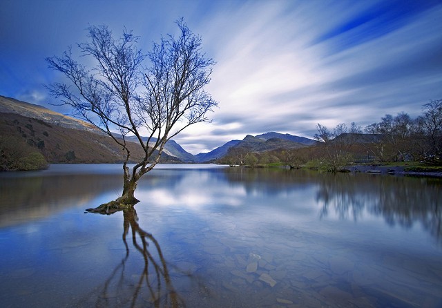 Lone Tree, Padarn Lake  © mr mills