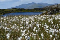 Cotton Grass with Snowdon in the Background
