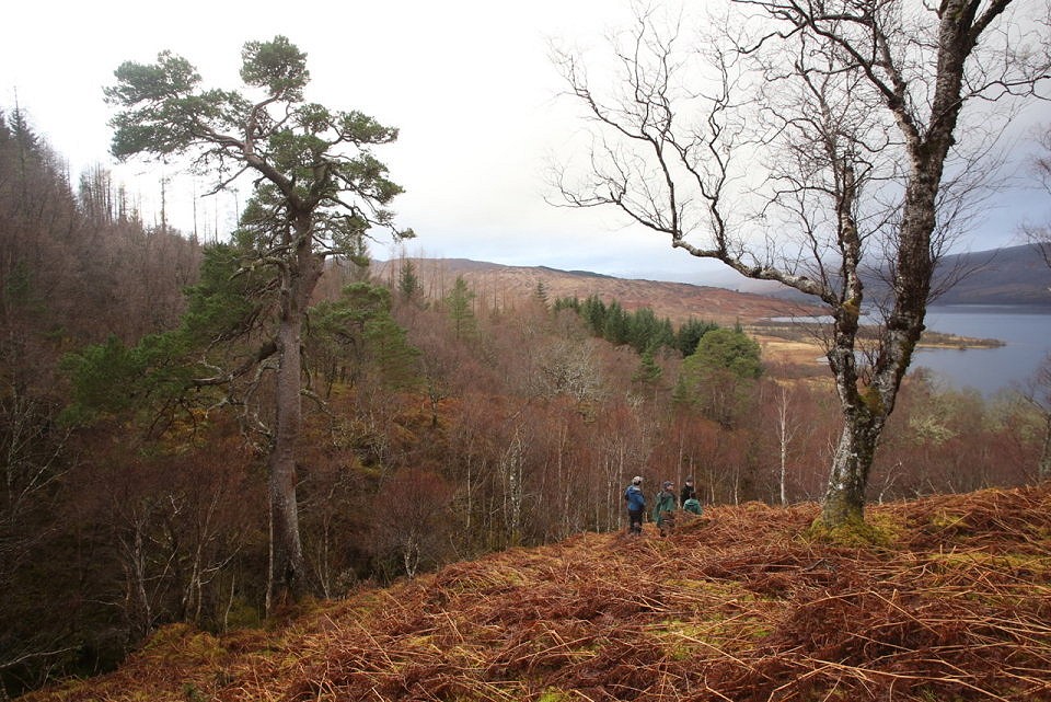 Native woods in need of tlc in Glen Mallie  © Trees for Life