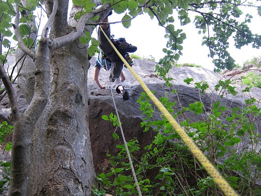 Climbing or arboriculture.  Tom stepping making the big stretch first move out of the tree on Petros (Main Area, Avon Gorge)   © Stephen Bartle