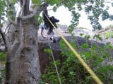 Climbing or arboriculture.  Tom stepping making the big stretch first move out of the tree on Petros (Main Area, Avon Gorge)