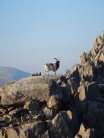 Goat at Tryfan