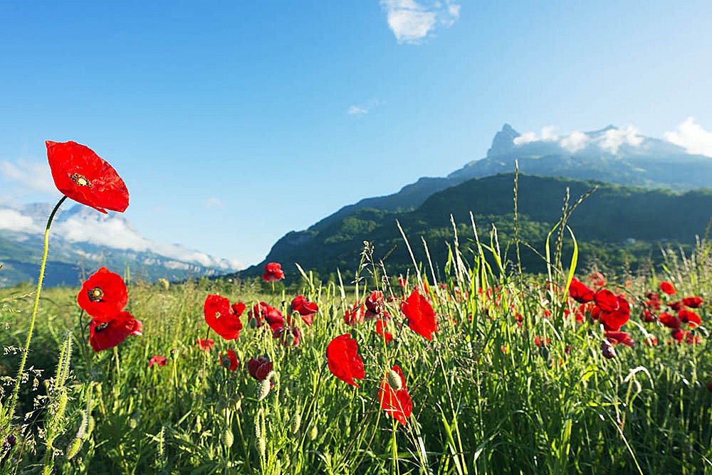 French Alps - poppies  © christian kober