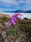 Niviarsiaq (Greenland's national flower) in front on Helheim Glacier, Greenland