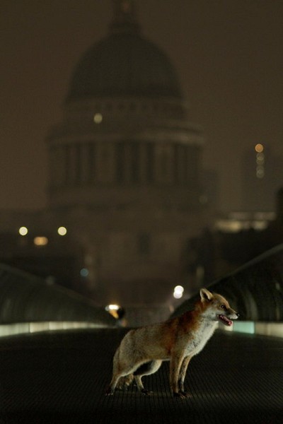 St Paul's fox  © Simon de Glanville
