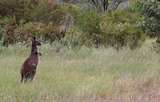 One of the locals, a Grey Kangaroo at Arapiles  © Rob Greenwood - UKClimbing
