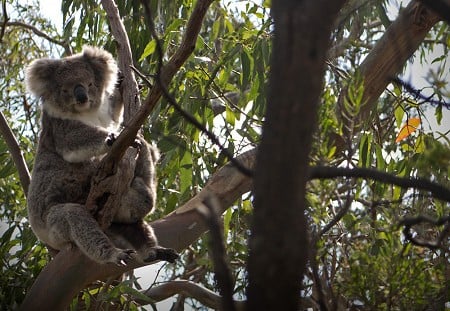 A mother Koala and her Joey  © Rob Greenwood - UKC