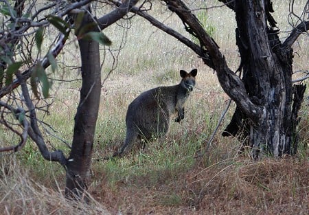 Another pouched native to the Grampians, the Wallaby  © Rob Greenwood - UKC