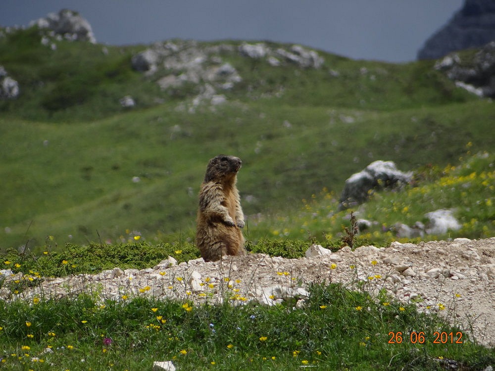 Marmot on Monte Stopani. Due to the frequency of trekkers the marmots here are not too shy!   © DuncanBoar