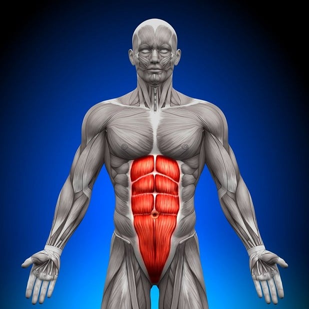 The abdominal core muscles  © used with permission under licence from 123rf.com