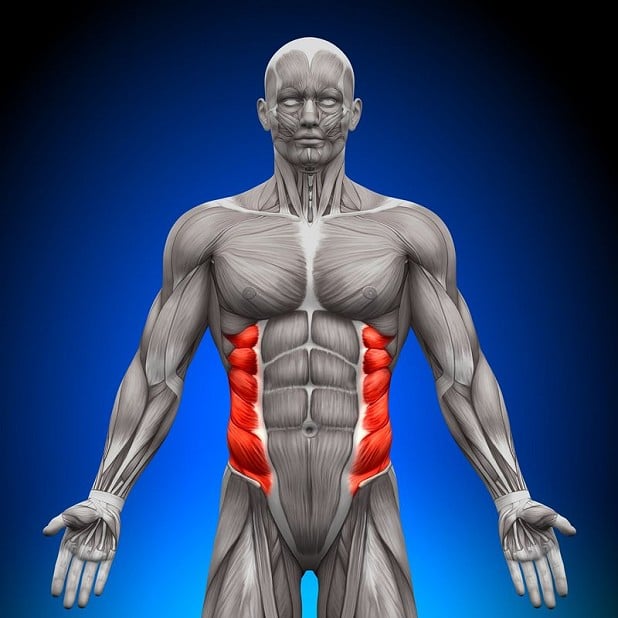Oblique core muscles  © used with permission under licence from 123rf.com