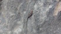 Lizard sunning itself at Dungecroft Quarry, Portland