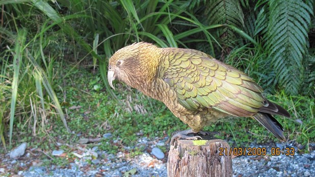 A Kea, just before he jumped onto my car  © J.P. Ross
