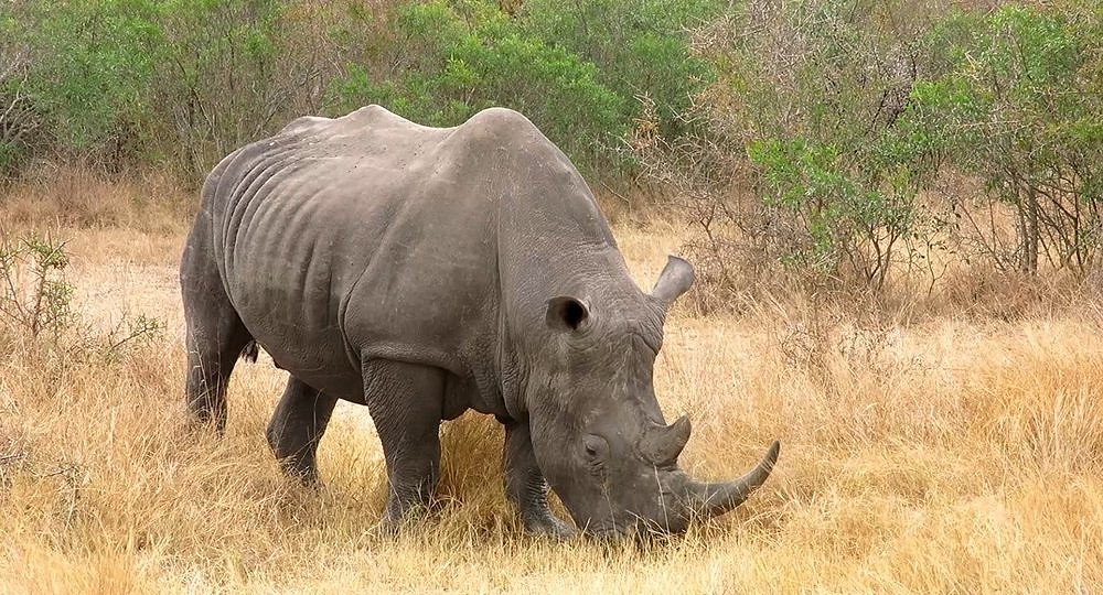 White Rhino in the Kruger  © Sam Hamer