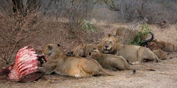 Lion kill on the side of the road in the Kruger  © Sam Hamer