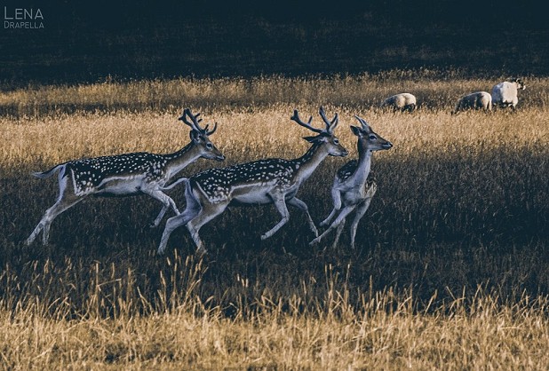 Chatsworth Deer  © Lena Drapella