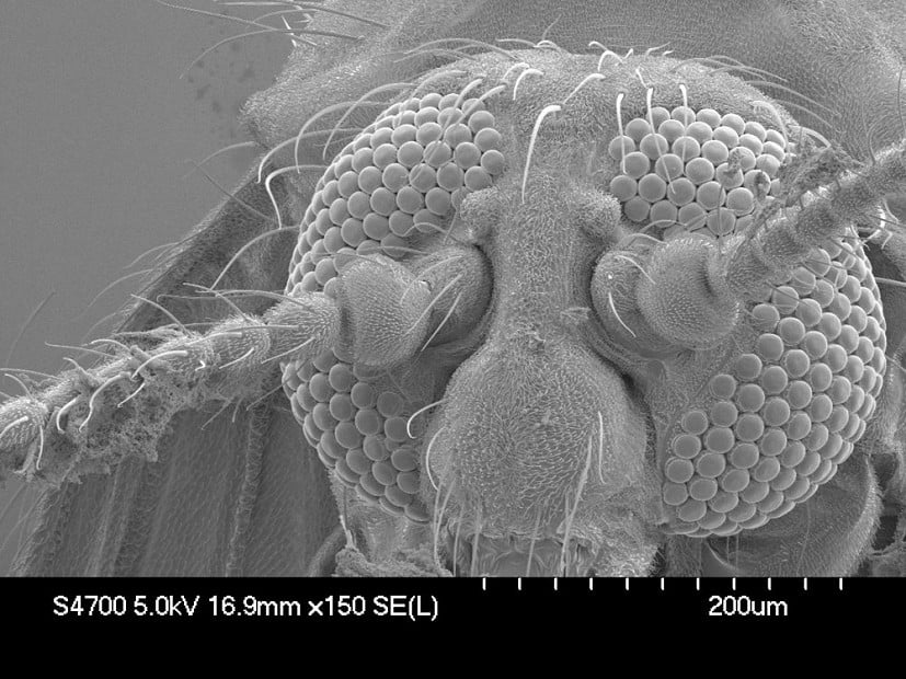 Close-up of a midge  © APS Biocontrol Ltd