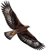 Golden eagle  © Mike Langman (rspb-images.com)