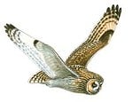Short eared owl  © Mike Langman (rspb-images.com)