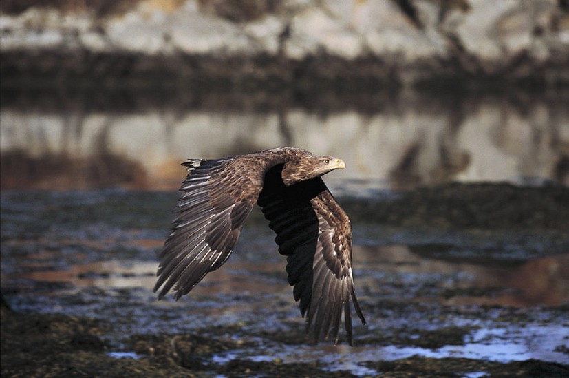 White-tailed eagle   © RSPB (rspb-images.com)