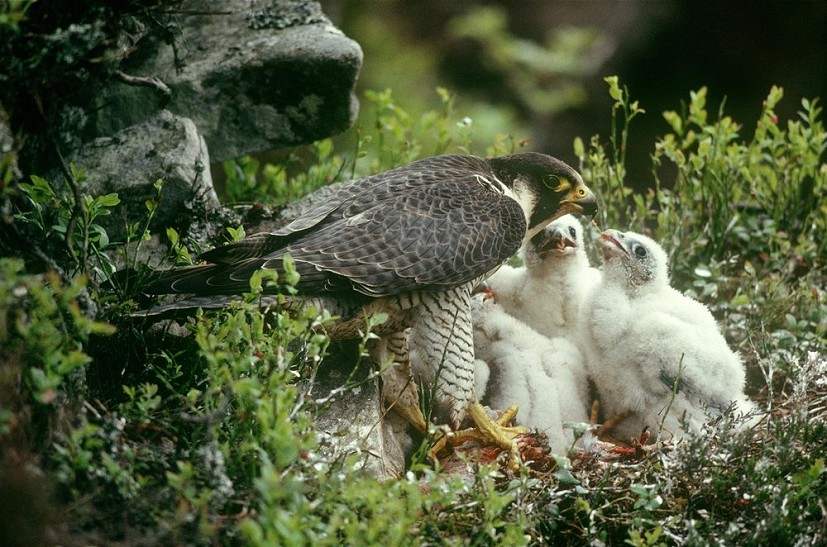 Peregrine at nest  © Chris Gomersall (rspb-images.com)
