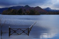 A gull on (almost) every post, Derwentwater