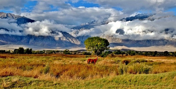 Sierra Nevada with Horse  © Robert Durran