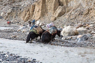 Yaks loaded with supplies crossing the freezing Shimshal River.   © Tim Taylor Photography, Karakoram Anomaly Project.