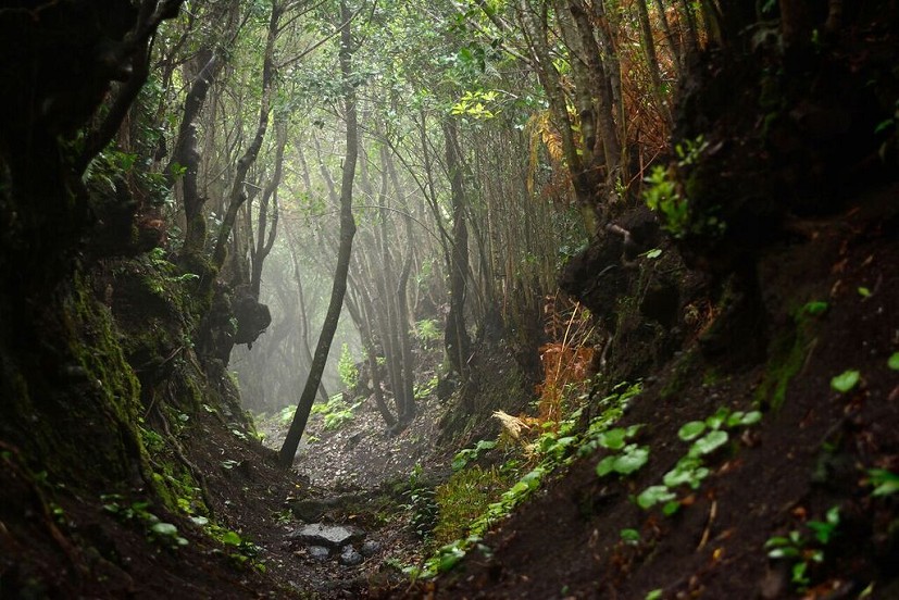 Stifling humidity and mist in the La Galga cloud forest  © James Roddie