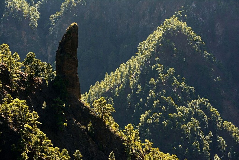 The Roque Idafe rising above pristine pine forest in the Caldera de Taburiente  © James Roddie