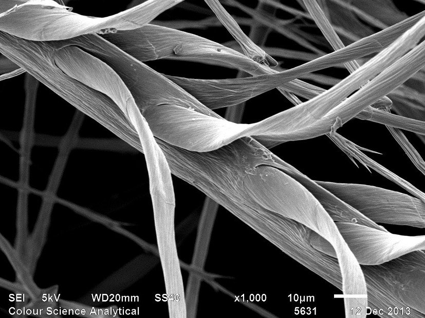 A down barb (the big fibre) and barbules coming off it  © The University of Leeds