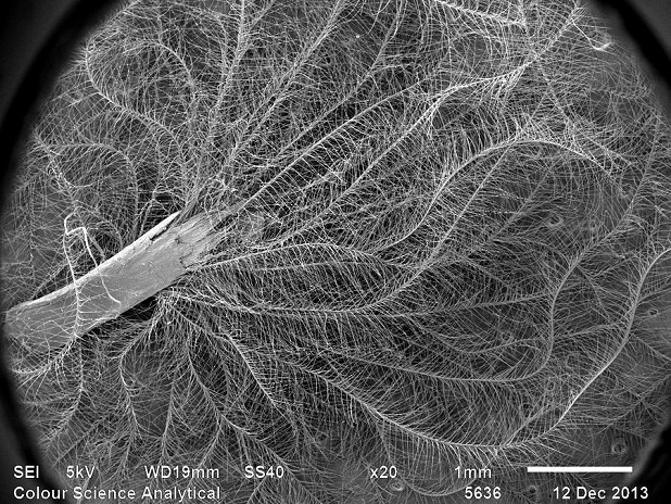 A whole down feather as viewed by electron microscope  © The University of Leeds