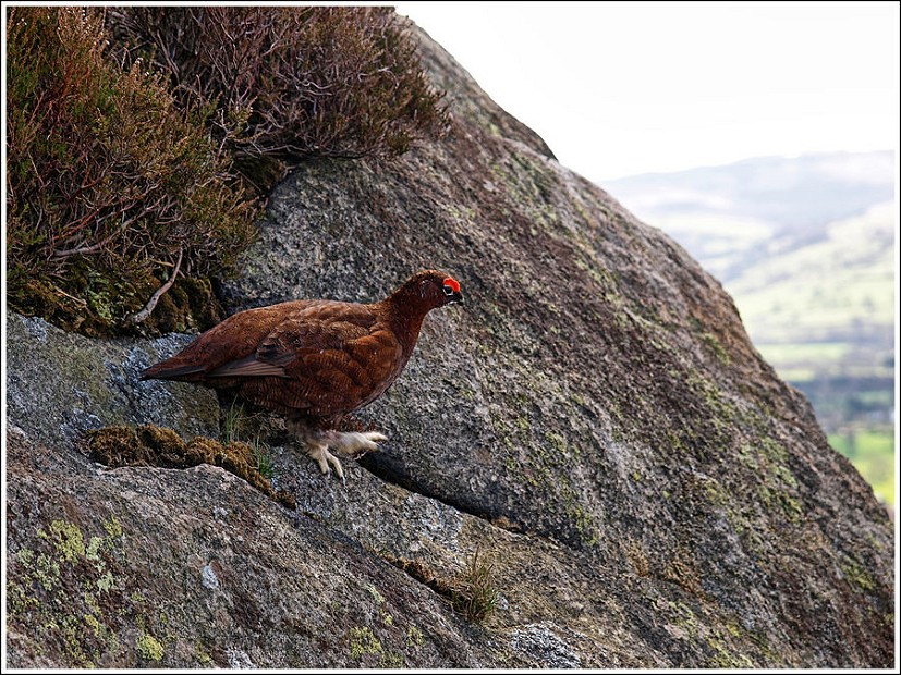 Red Grouse at Bamford (one of the lucky ones?).  © jim jones